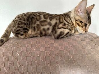 Bengal-Kätzchen suchen ein neues Zuhause.