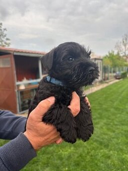 Zwergschnauzer schwarz