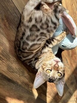 Bengal-Kätzchen suchen ein neues Zuhause.