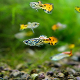 Guppy