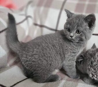 Britisch shorthair--BKH Kitten