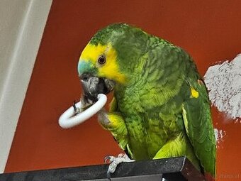 Blaustirn-Amazonas