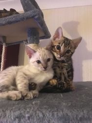 Bezaubernde Bengal-Kätzchen aus neuem Wurf.