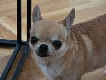 Chihuahua
