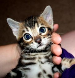 2 Bengal-Kätzchen suchen ein neues Zuhause.