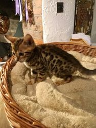 Niedliche Bengal-Kätzchen suchen ein neues Zuhause.