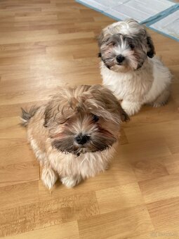 2 zuckersüße Malteser/Shitzu Welpen sichen ein Zuhause - 1