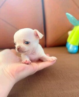 Süße und entzückende Chihuahua-Welpen.