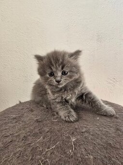 Langhaar britisch Kätzchen - 1