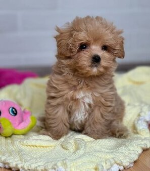 Zwei bezaubernde Maltipoo-Welpen