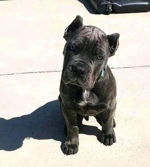 Cane-Corso-Welpen suchen ein neues Zuhause.
