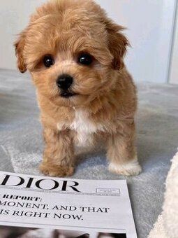 Maltipoo-Welpen zur Adoption