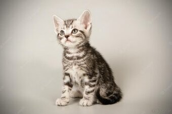 Amerikanische Kurzhaar-Kätzchen zu verkaufen.