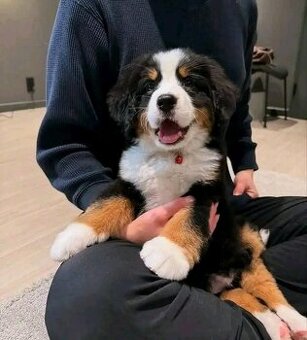 Berner Sennenhund Welpen suchen ein Zuhause.