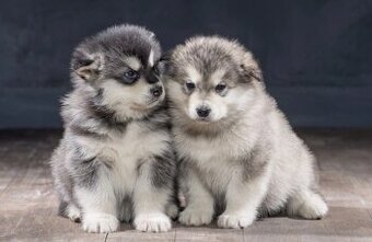 Alaskan Malamute Welpen zu verkaufen.