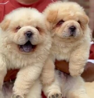 Chow-Chow-Welpen zu verkaufen.