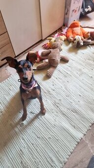 Zwergpinscher Weibchen