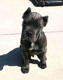 Cane-Corso-Welpen suchen ein neues Zuhause