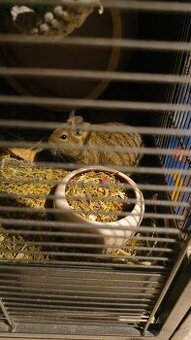 2 süsse Degus 10 Monate alt