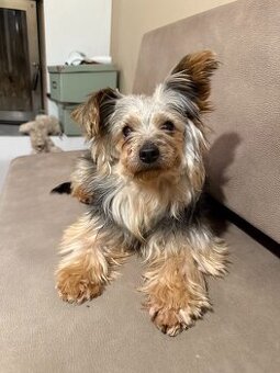 Yorkshire Terrier 4,5 Jahre alt, 4,4 kg