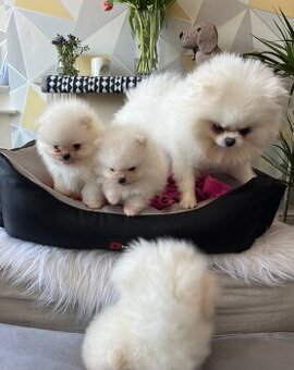 Süße Zwergspitz-Pomeranian Welpen ❤️