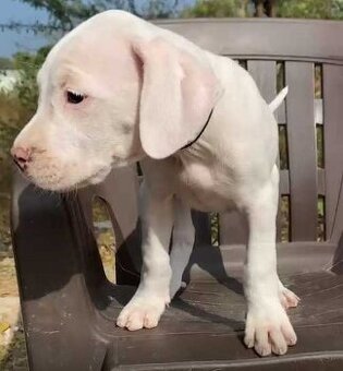 Tolle und freundliche Dogo Argentino Welpen (Rüde und Hündin