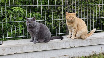 Britisch Kurzhaar Katzen