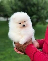 Tolle und freundliche Pomeranian-Welpen (Rüde und Hündin)