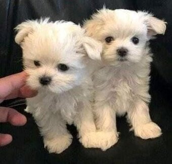 Malteserwelpen zu verkaufen.