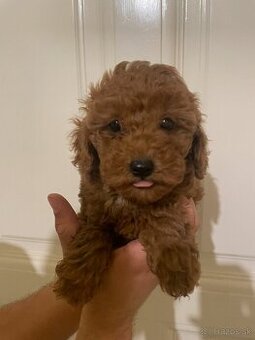 Toy Poodle