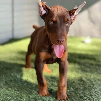 Tolle und freundliche Dobermann-Welpen (Rüde und Hündin)