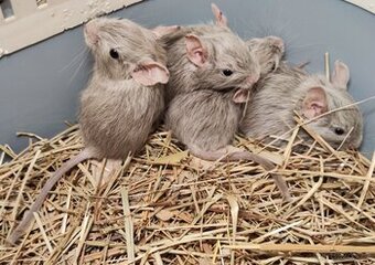 Degus - 1