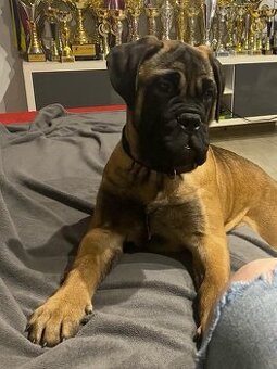 Bullmastiff welpe