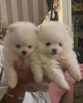Entzückende Zwergspitz-Pomeranian Welpen