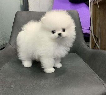 Pomeranian-Welpen abzugeben.