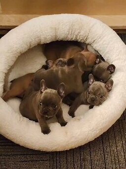 Süße Französische Bulldoggenwelpen