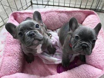 Französische Bulldoggenwelpen zu verkaufen.
