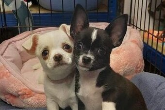 Tolle und freundliche Chihuahua-Welpen (Rüde und Hündin)