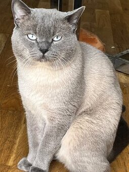 Bkh kater 2Jahre