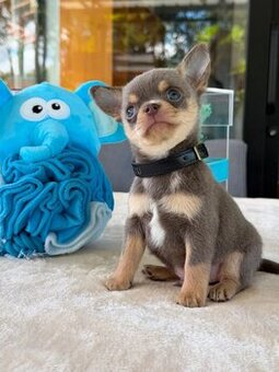 Zuckersüßer & verspielter Chihuahua Welpe "Milo" sucht ein