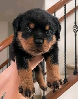 WhatsApp +4915510295604 Rottweiler Welpen verfügbar