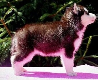 Sibirische Husky-Welpen zu vermitteln.