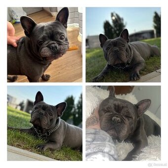 Zu verkaufen ist eine Französische Bulldogge