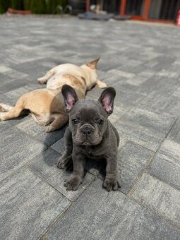 Französische Bulldogge – Hündin