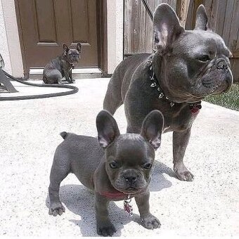 Französische Bulldoggenwelpen. Abholbereit.
