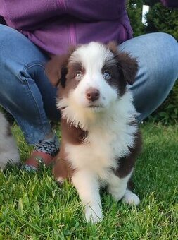 WhatsApp +4915510295604 Border Collie Welpe mit Stammbaum ve