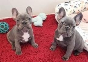 Französische Bulldoggenwelpen