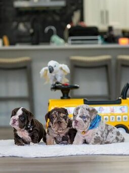 Wunderschöne Englische Bulldoggen Welpen (Blue-Eyed Merle) s