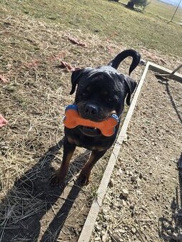 Dexter Rotweiler Zum Abgeben