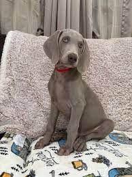 Weimaranerwelpen zu verkaufen.